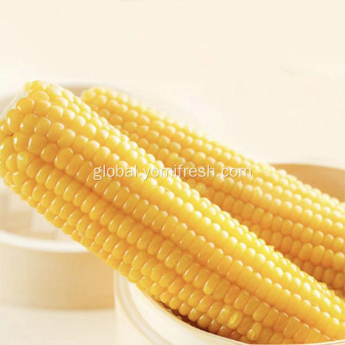 Yellow Waxy Corn Cob Instant Corn On The Cob Manufactory